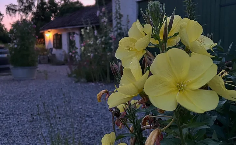 flores amarelas da prímula-da-noite abertas ao anoitecer.