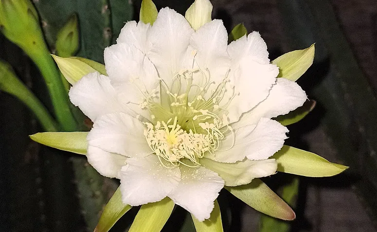 flor branca do mandacaru aberta durante a floração noturna.