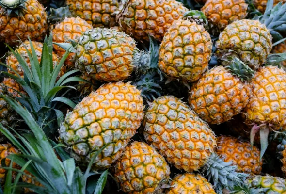 Como escolher abacaxi: acerte no ponto da fruta