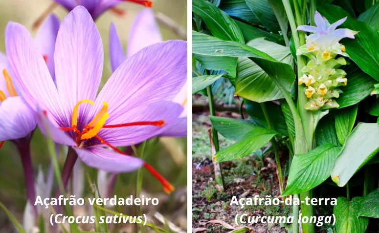 diferença entre açafrão verdadeiro e açafrão-da-terra