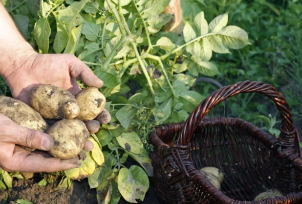 Plantar batatas em casa: aprenda a cultivar até sem quintal