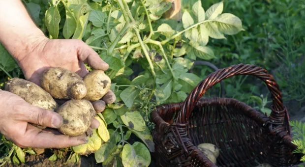 Plantar batatas em casa: aprenda a cultivar até sem quintal