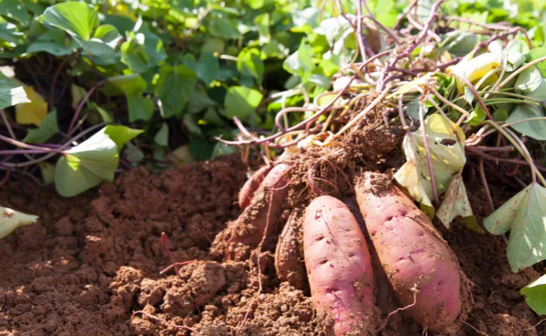 Batatas-doces sendo retiradas da terra, ainda presas às ramas, durante a colheita em canteiro.