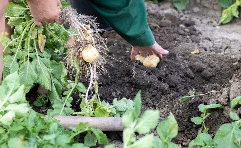 Mãos segurando batatas-inglesas recém-colhidas em horta caseira