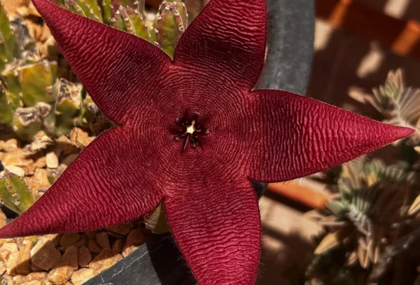 Flores bonitas, mas fedidas: 8 plantas com belo visual e cheiro nada agradável