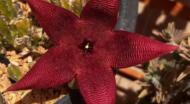 Flores bonitas, mas fedidas: 8 plantas com belo visual e cheiro nada agradável