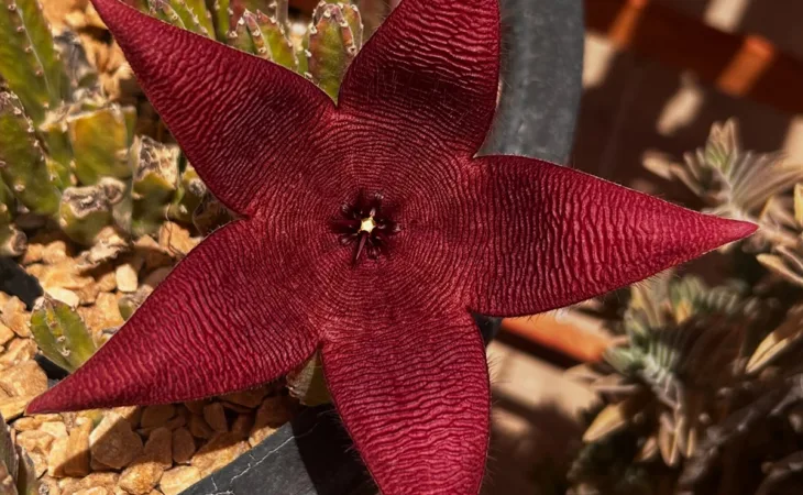 Flores bonitas, mas fedidas: 8 plantas com belo visual e cheiro nada agradável