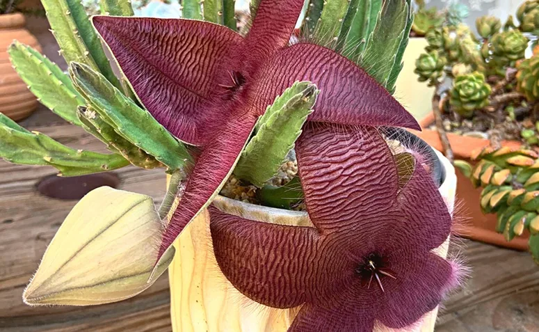 Cacto-estrela com flor aberta em formato de estrela, pétalas avermelhadas e superfície peluda.