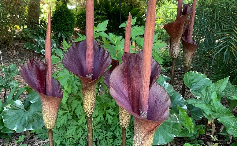 Lírios-vodus com inflorescências arroxeadas e hastes manchadas, espécie de visual exótico e cheiro forte na floração.