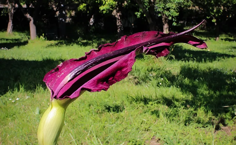 Arum-dragão com espata roxo-escura e espádice alongado, flor de aparência dramática e incomum.
