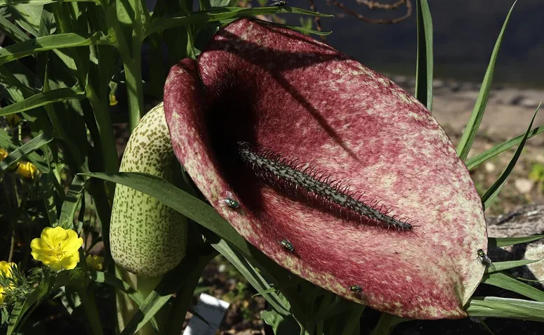 Arum-de-cavalo-morto com espata escura, superfície peluda e espádice central, flor conhecida pelo odor de carne em decomposição.