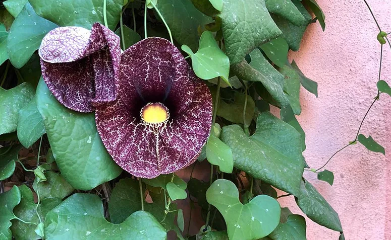 Aristolochia-gigante com flor pendente arroxeada e desenhos rajados, trepadeira nativa do Brasil também conhecida como papo-de-peru.
