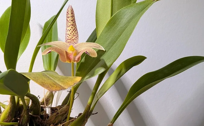 Orquídea Bulbophyllum com flor exótica em tons claros e manchas arroxeadas, gênero conhecido por espécies com odores fortes na floração.