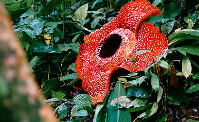 Rafflesia arnoldii com pétalas grandes, avermelhadas e manchadas, uma das flores mais curiosas e fedidas do mundo.