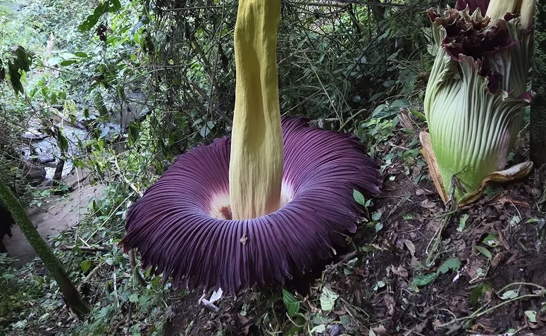 Flor-cadáver com inflorescência gigante em tons arroxeados, espécie famosa pelo cheiro intenso durante a floração.