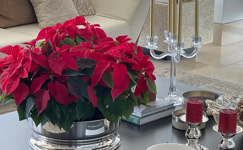 Poinsétia em vaso com brácteas vermelhas, planta ornamental muito usada na decoração de Natal.