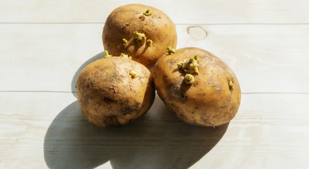 Batata brotada pode comer ou é melhor jogar fora?