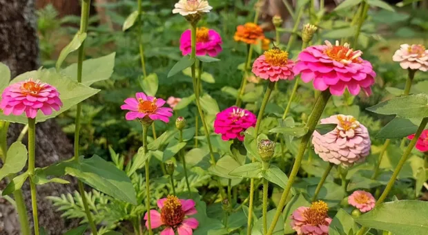 8 flores que explodem em cores na primavera e transformam o jardim