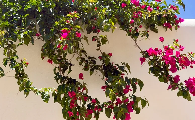 primavera ou bougainvillea florida cobrindo muro durante a primavera