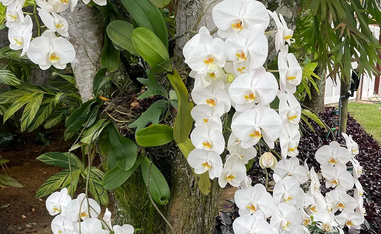 orquídea-borboleta com várias flores em haste durante a primavera