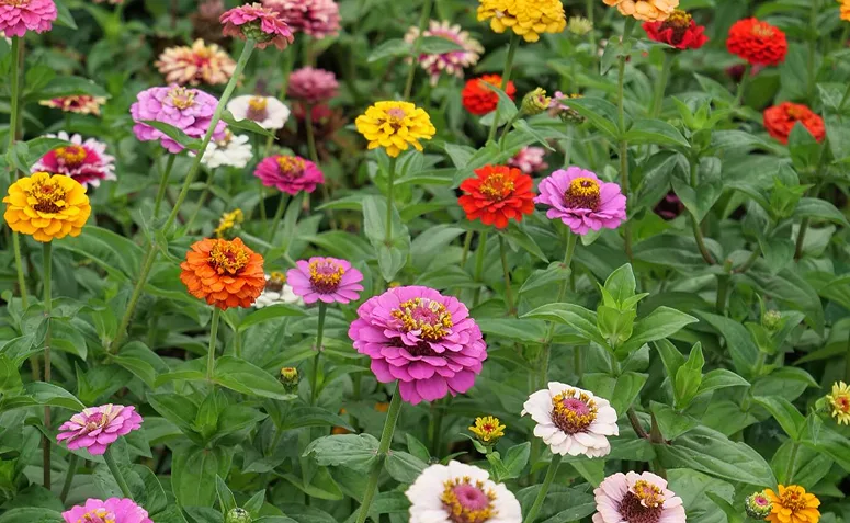 zínias de diferentes cores florescendo em canteiro na primavera
