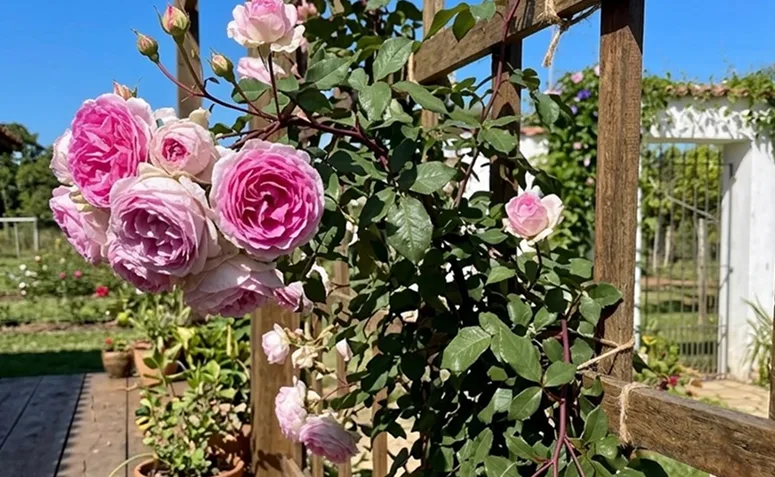 roseira com flores coloridas em plena floração na primavera