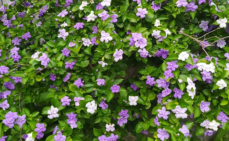 manacá-de-cheiro com flores roxas, lilases e brancas na primavera