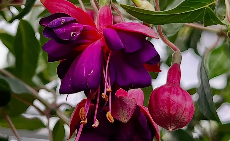 brinco-de-princesa com flores pendentes coloridas na primavera