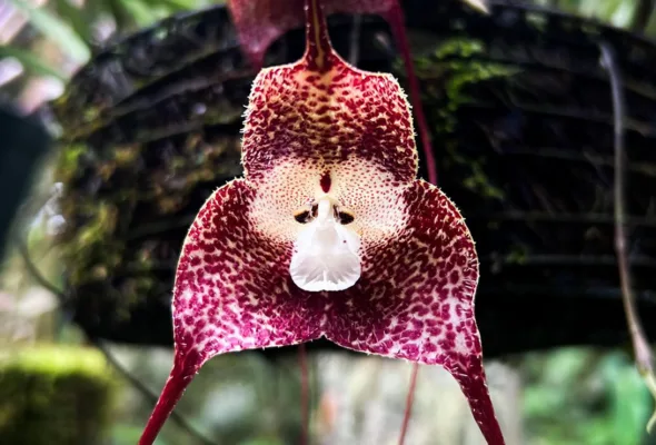 Orquídeas do gênero Dracula: conheça as flores que parecem ter rosto