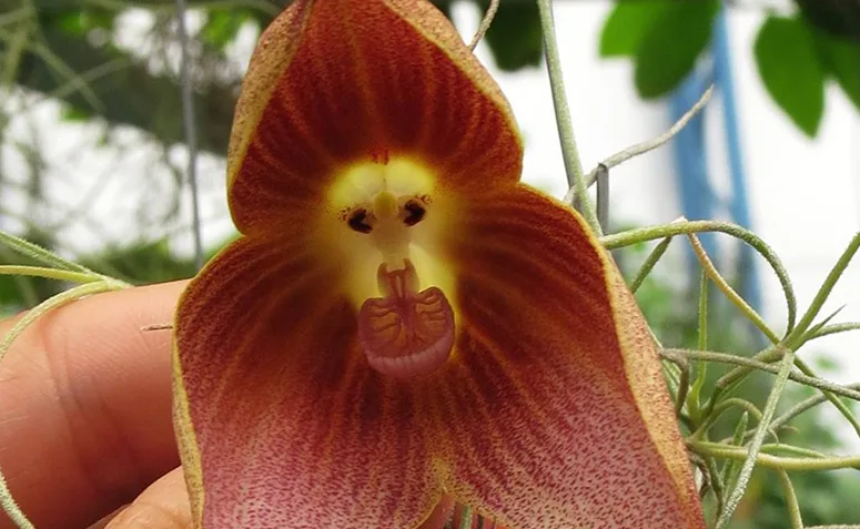 Orquídea do gênero Dracula com flor de formato exótico e estruturas alongadas