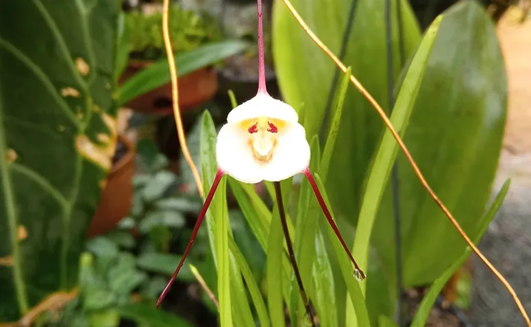 Orquídea Dracula lotax cultivada em vaso com folhas verdes e flor em destaque