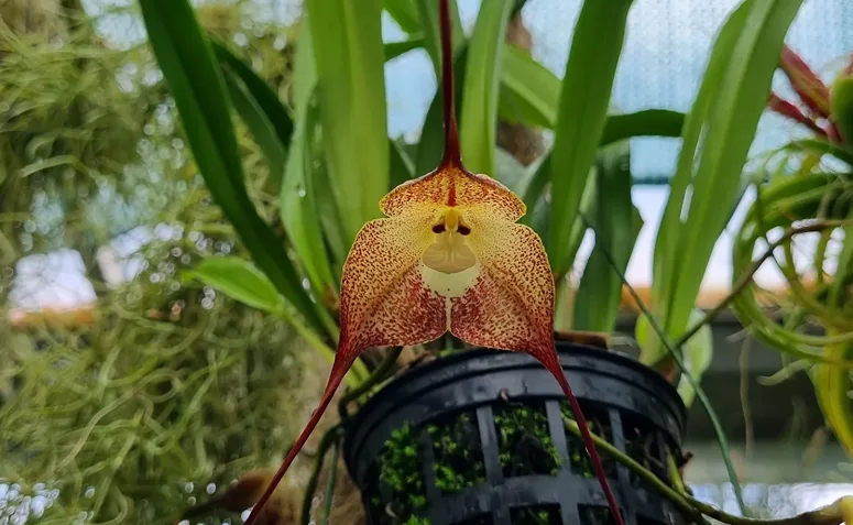 Flor de orquídea Dracula com manchas e formas que lembram olhos, nariz e boca