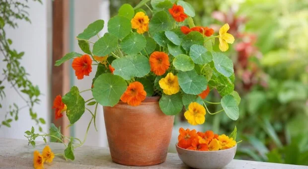Capuchinha no prato e no vaso: como cultivar a flor comestível