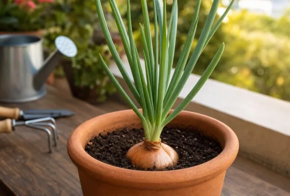 Como plantar cebola a partir do bulbo e colher em casa