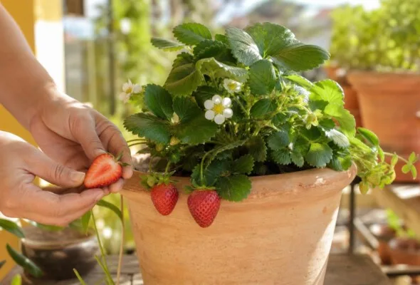 Como cultivar morangos em vaso a partir das sementes da própria fruta