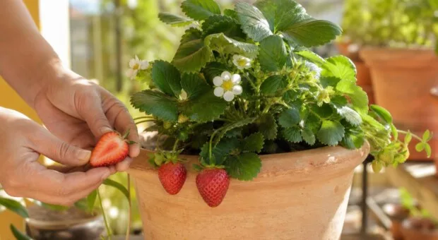 Como cultivar morangos em vaso a partir das sementes da própria fruta