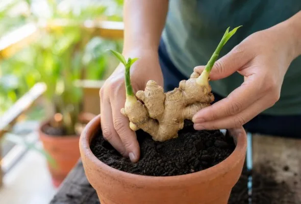 Gengibre brotado pode virar muda: como plantar em casa